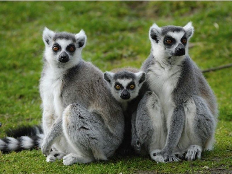 Madagascar - Safári em Busca dos Lêmures e Praias Paradisíacas