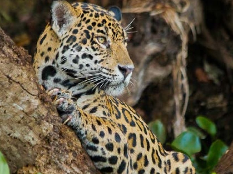 Cruzeiro no Pantanal - Porto Jofre x Corumbá