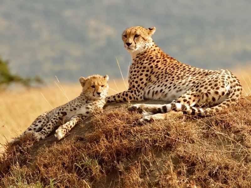 Safari no Quênia e Tanzânia - Com Serengeti e Amboseli