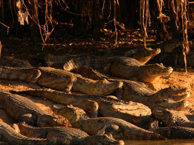 Pantanal Norte - Pousada do Rio Mutum