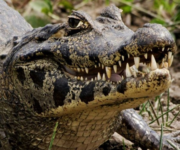 Pantanal