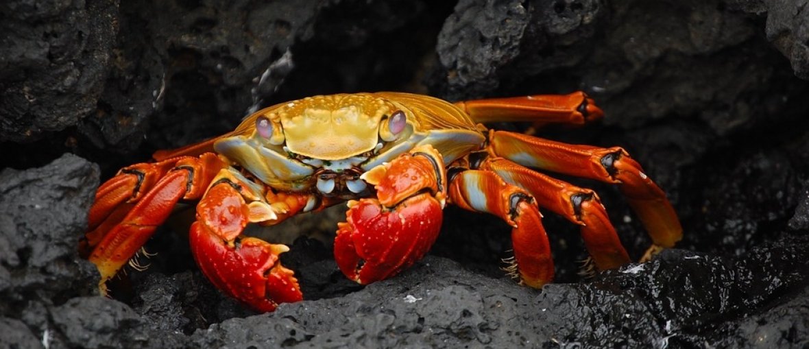 Pacotes para Ilhas Galápagos - Crab