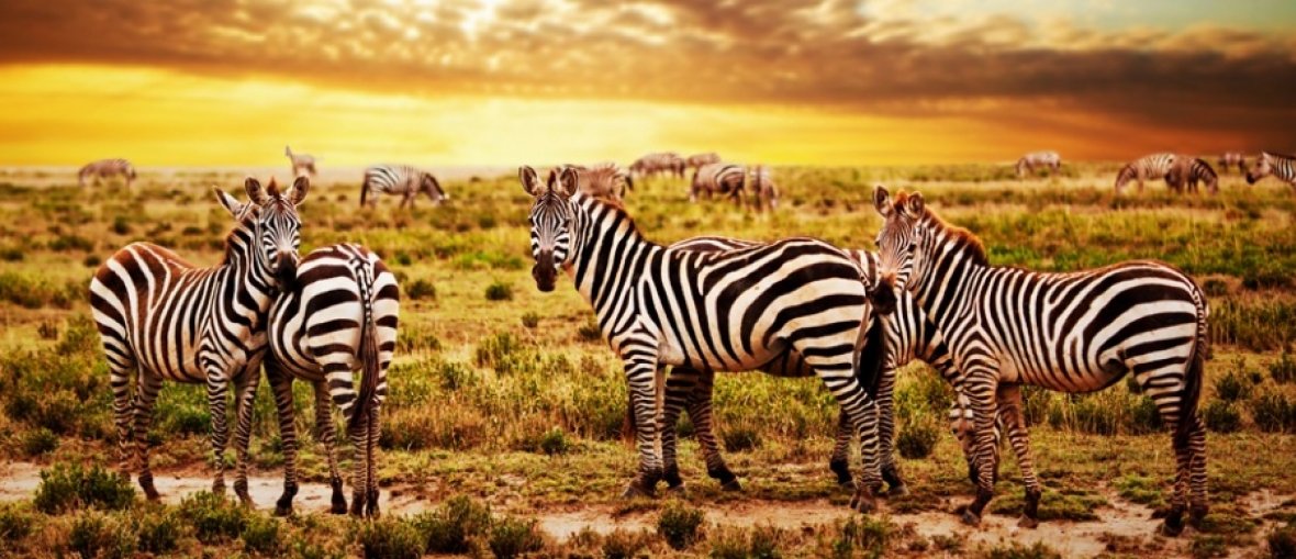 Safari na Tanzânia