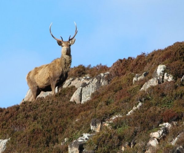 Escócia - Terras Altas Selvagens e Ilha de Skye