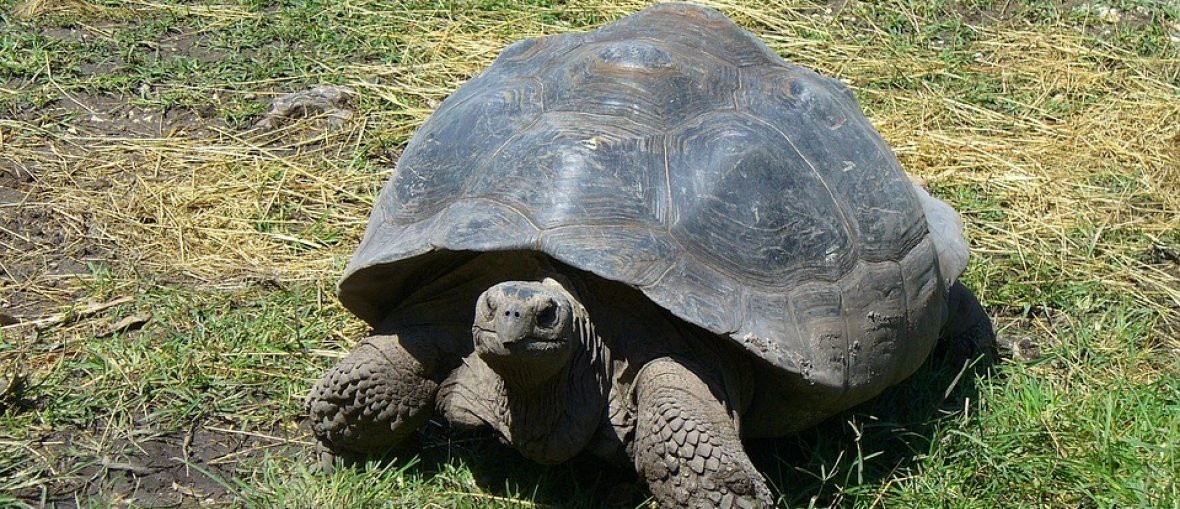 Pacotes para Ilhas Galápagos - Tartaruga