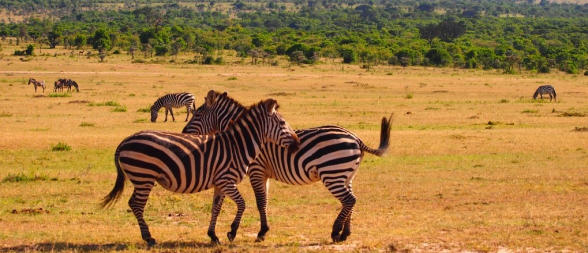 Viagem para Quênia - Dia de safari