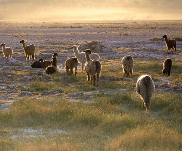 Llamas