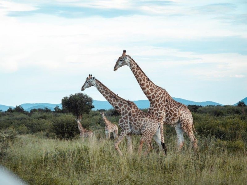 África do Sul - Safári no Madikwe Game Reserve by Jaci´s Lodge