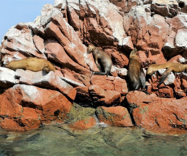 Paracas e Ilhas Ballestas