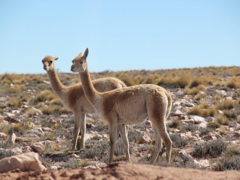 Salta e Jujuy