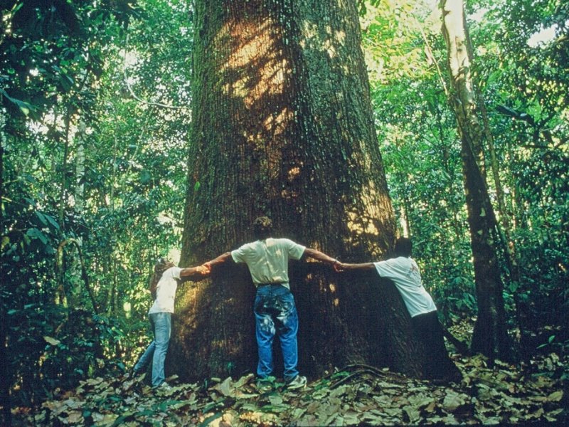 Sul da Amazônia