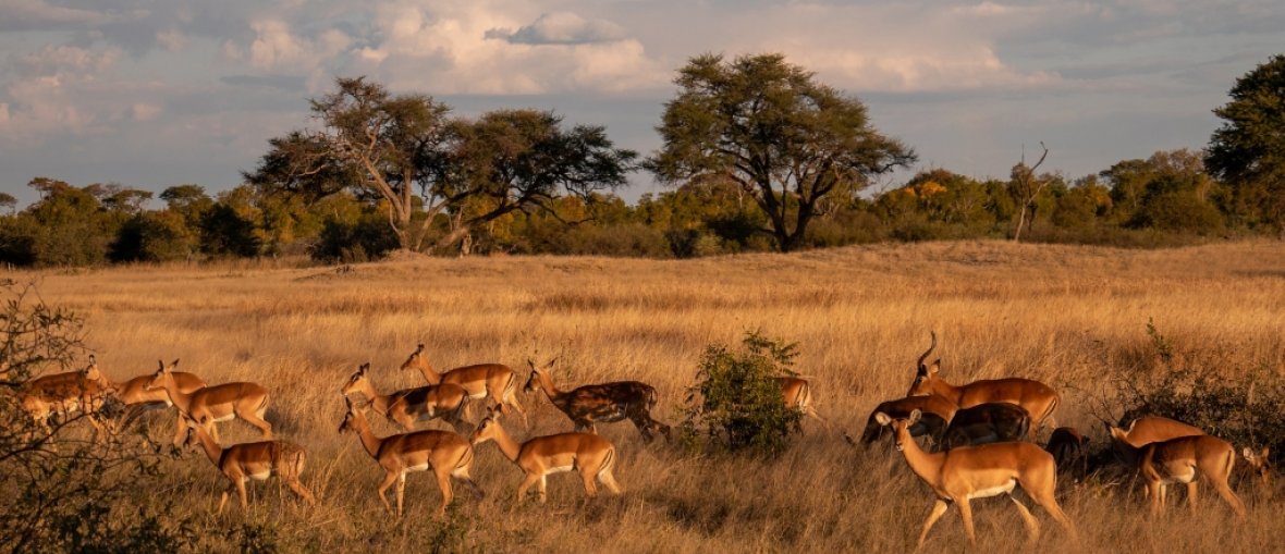 Zimbabwe