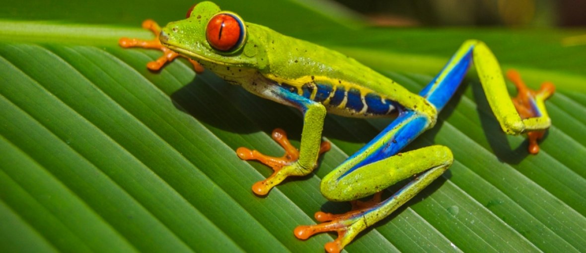 Viagem para Costa Rica - rana arborea