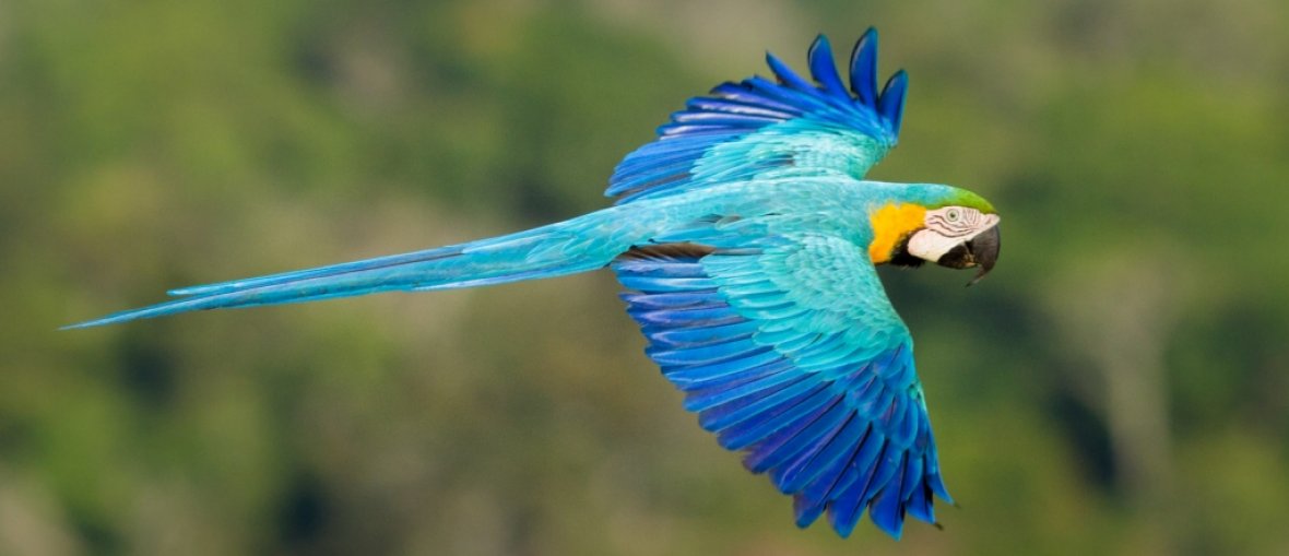 Pacotes para Sul da Amazônia - Arara Azul