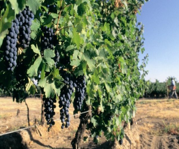 Mendoza Clássica 