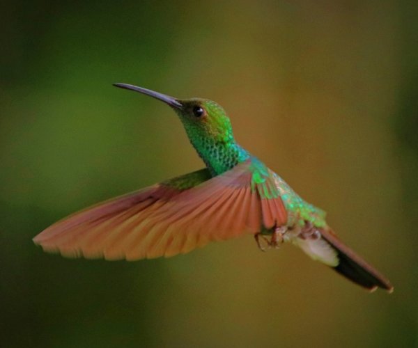 Costa Rica