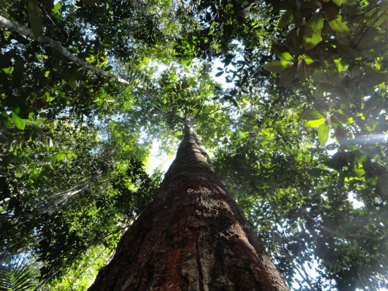 Amazônia - Anavilhanas Jungle Lodge