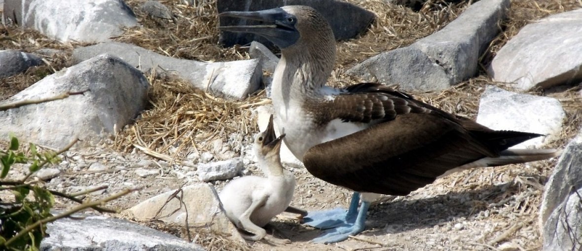 Pacotes para Ilhas Galápagos - Patas Azuis