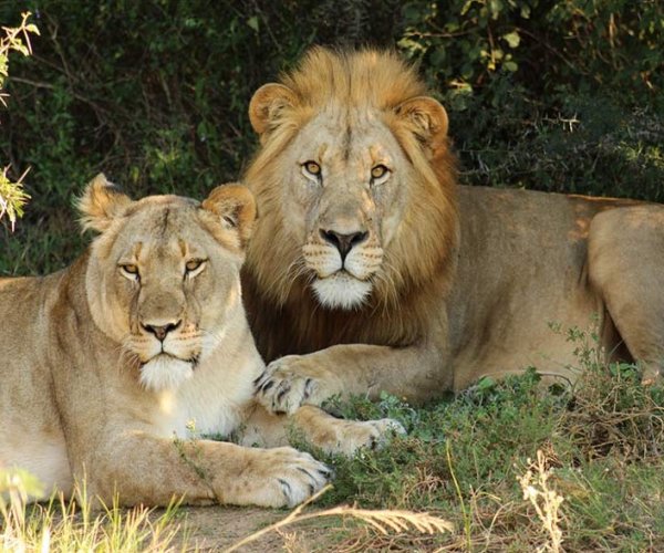 Safari na África do Sul