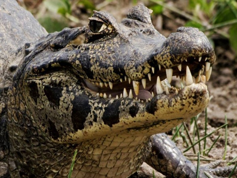 Bonito e Pantanal Sul - Fazenda Aguapé
