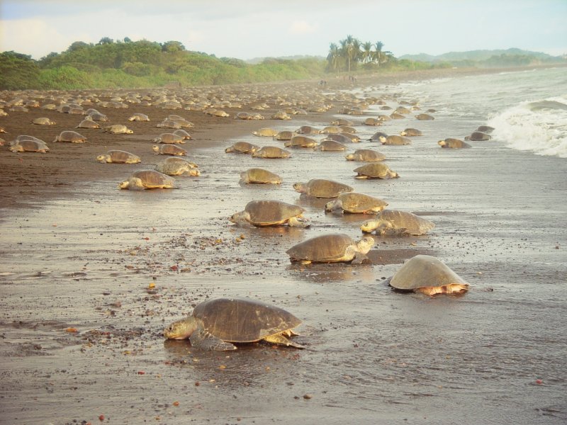 Costa Rica - Natureza Selvagem, Vulcão e Praias