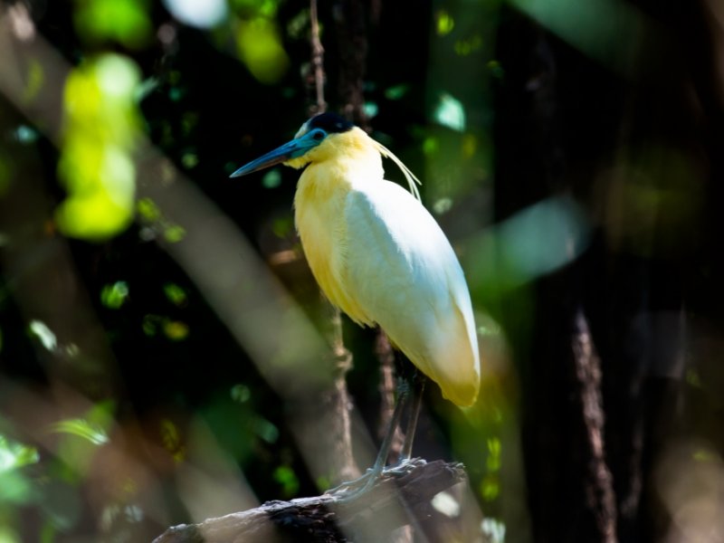 Extensão Parque Estadual do Cantão e Ilha do Bananal  - O Encontro dos 3 Biomas