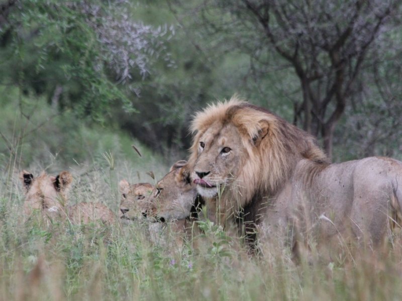 Safari no Quênia e Tanzânia