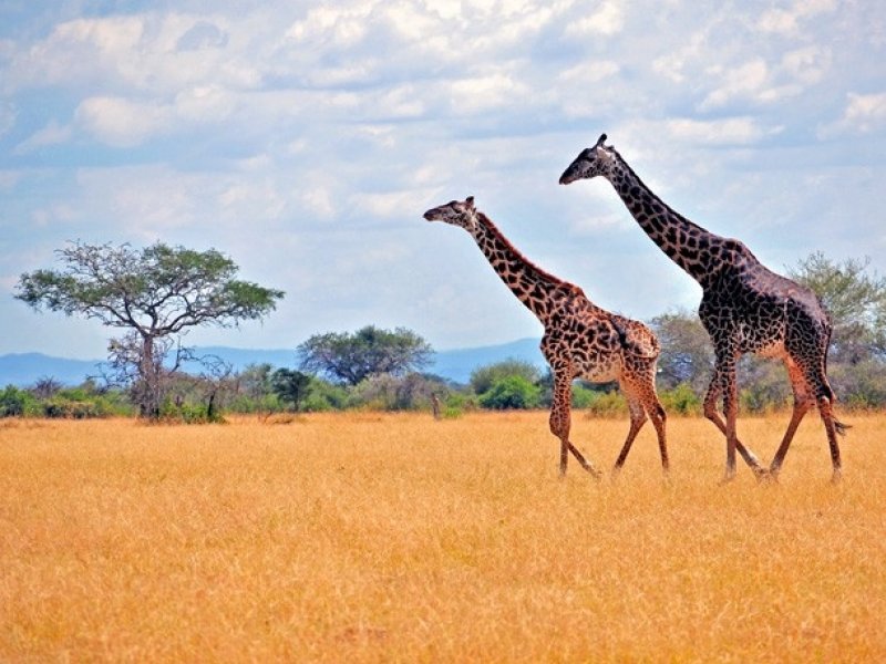 Safari no Quênia e Tanzânia - Com Serengeti e Amboseli