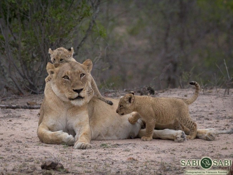 África do Sul – Cape Town e Safari no Kruger – Sabi Sabi Private Reserve