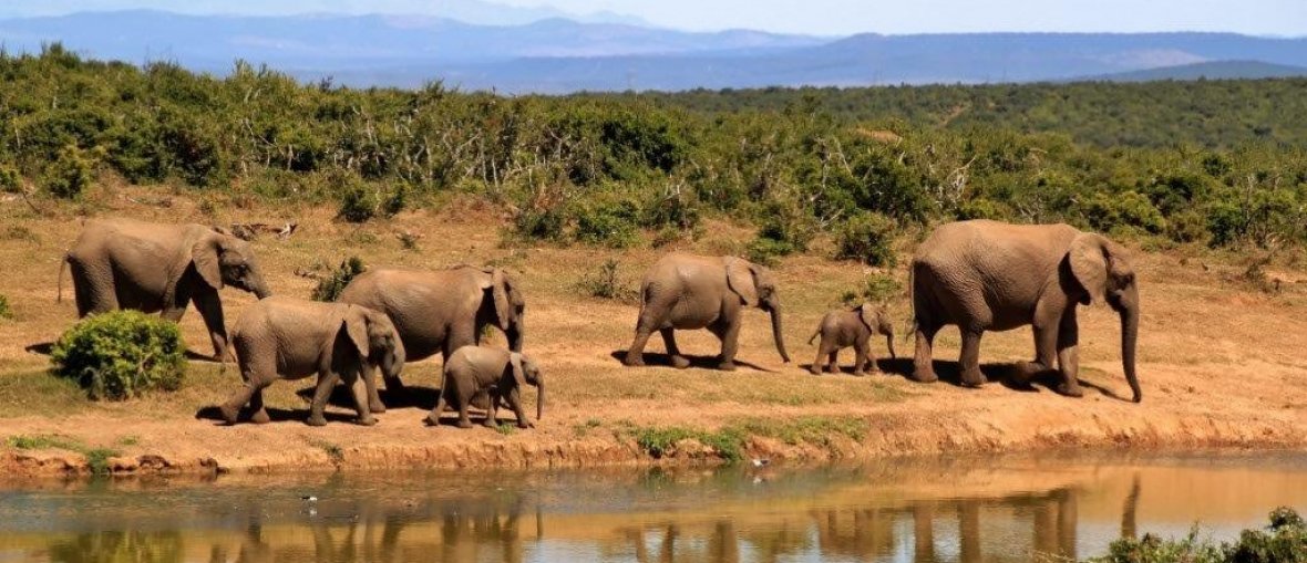 Viagem para África do Sul - Elefantes