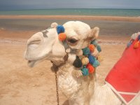 Egito - Cairo, Tesouros do Rio Nilo e Sharm El Sheikh