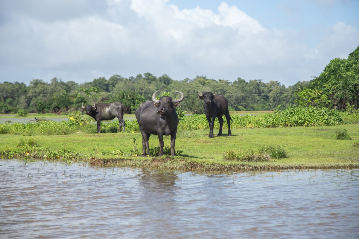 Ilha do Marajó Pará