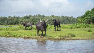 Ilha do Marajó Pará