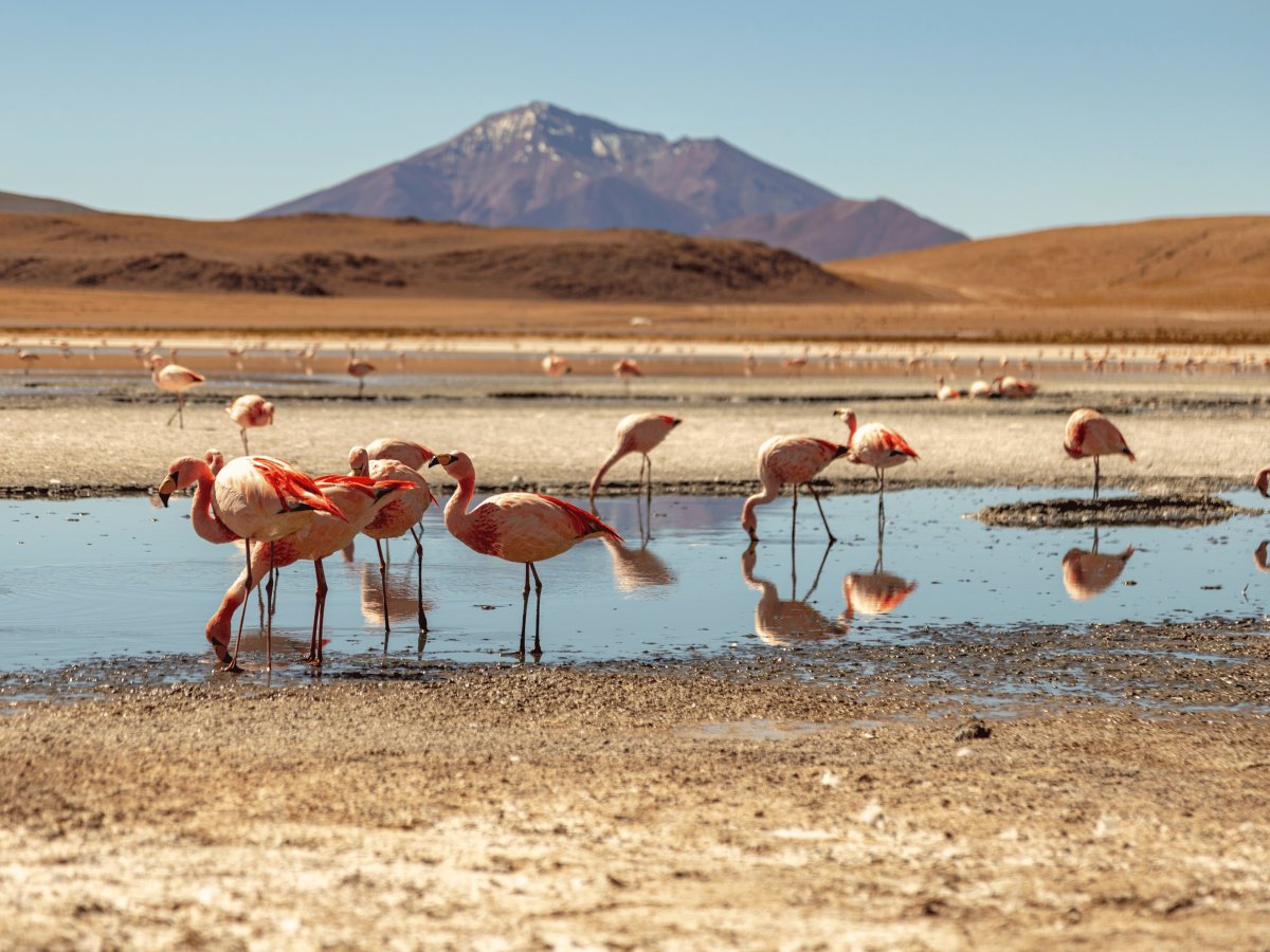 Bolívia Altiplano