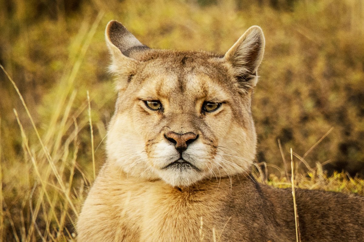 Patagônia Chilena Torres del Paine