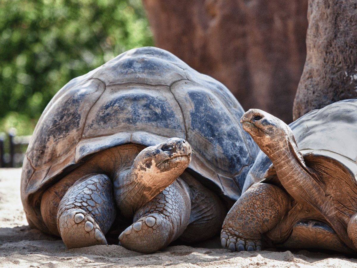Galápagos Equador