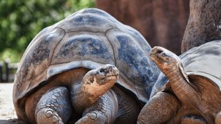 Galápagos Equador