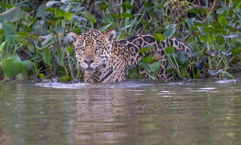 Pantanal Norte