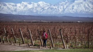 Mendoza Vinhos