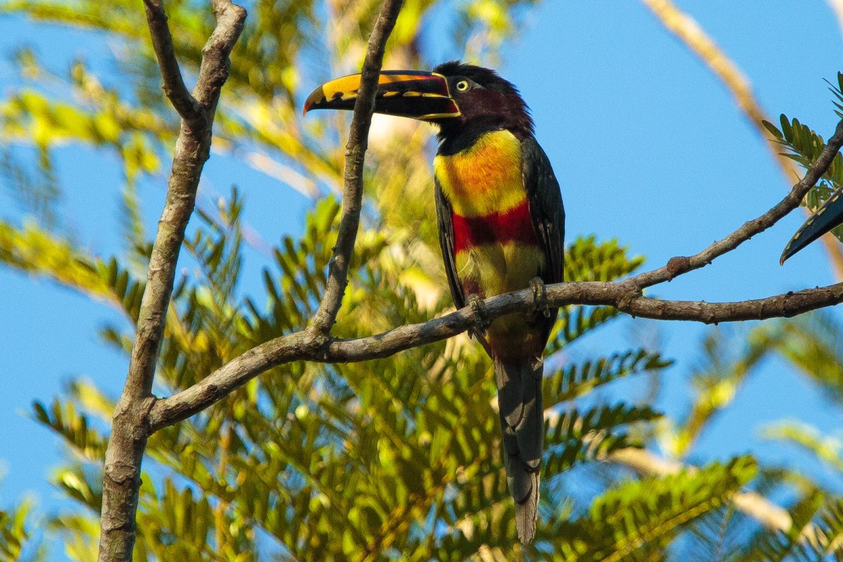 Amazônia Cristalino