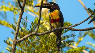 Amazônia Cristalino