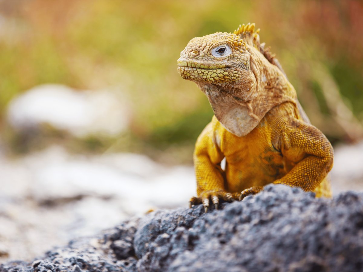 Galápagos Equador