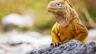 Galápagos Equador