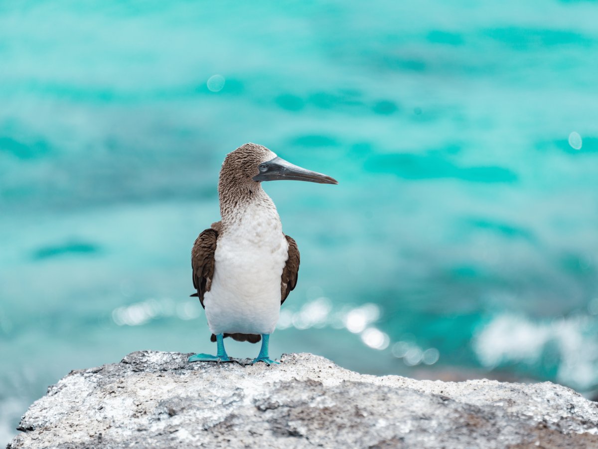 Galápagos Equador