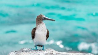 Galápagos Equador