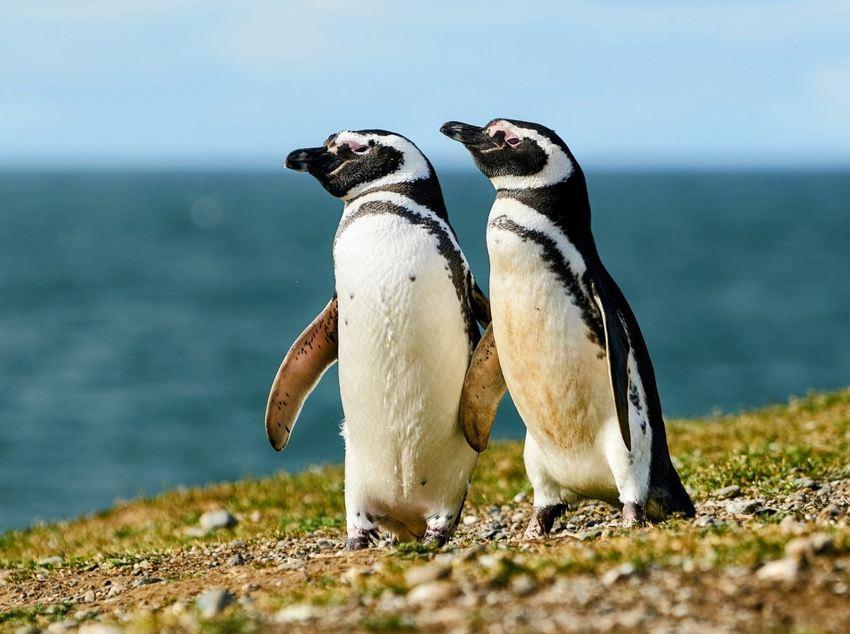 Cruzeiro Australis Patagônia Argentina