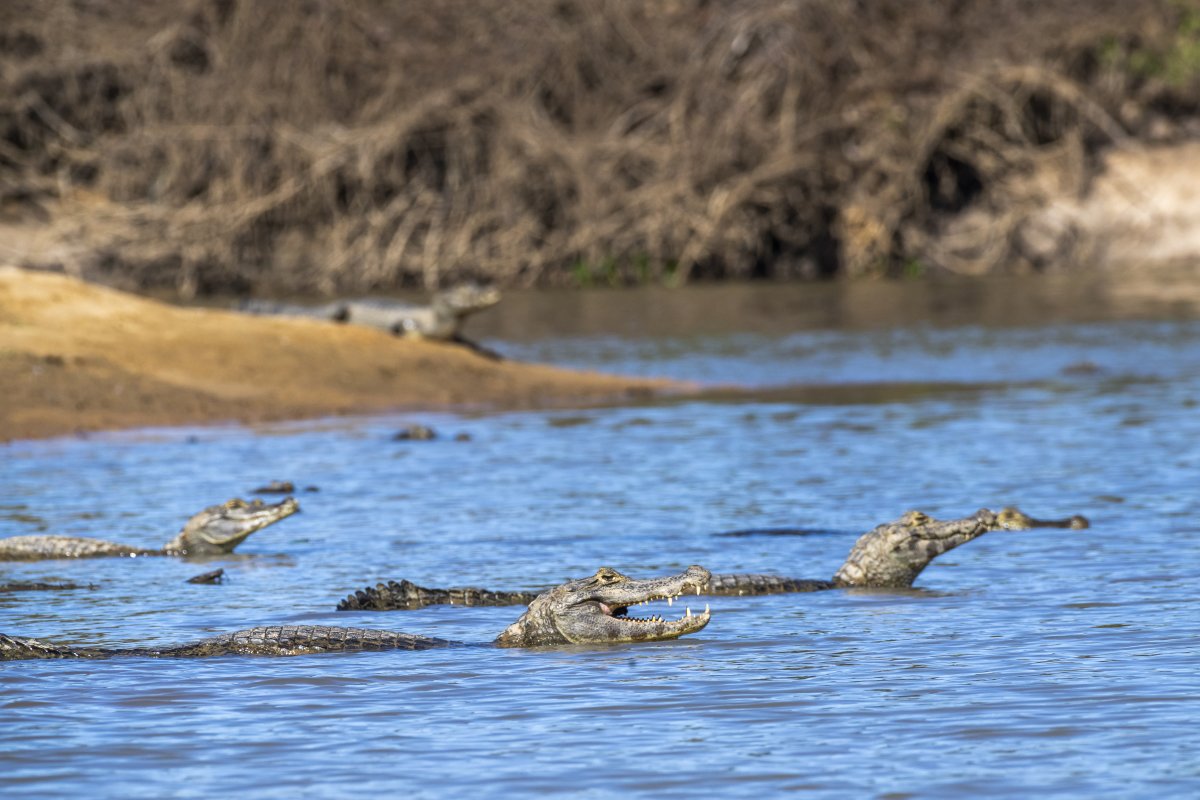 Pantanal