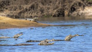 Pantanal