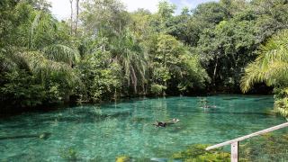 Bonito MS