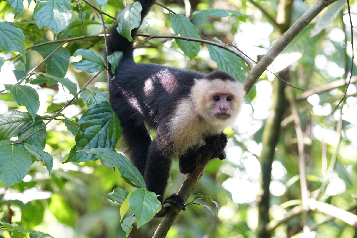 Costa Rica